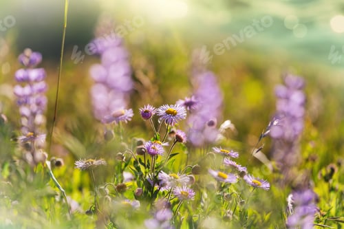 Preview: Wildflowers