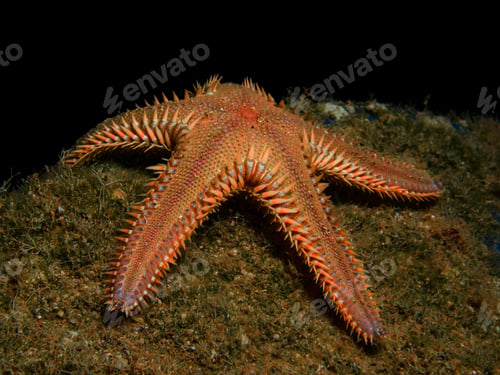 Preview: Comb sea star from Cyprus