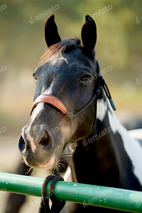 Preview: Black and white horse is looking over a green fence, wearing a holster
