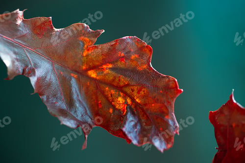 Preview: Macro photography of oak textured leaf,colored in trendy red color.Defocused background.