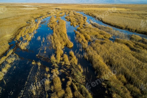 Preview: The Reed Marsh