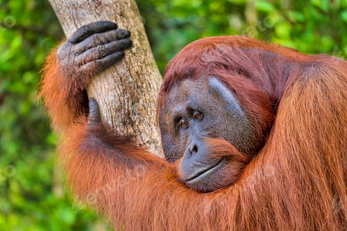 Preview: Orangutan, Tanjung Puting National Park, Indonesia