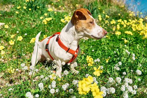 Preview: Jack russell terrier on spring meadow with white and yellow flowers.