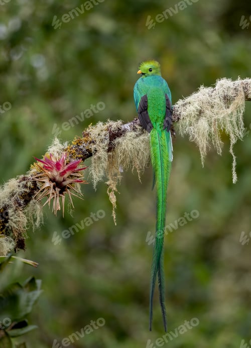 Preview: A Resplendent Quetzal in Costa Rica
