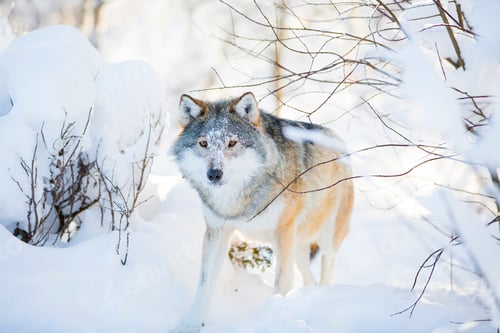Preview: Wolf with wild eyes walking in the snowy winter forest