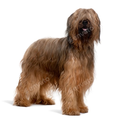 Preview: Briard dog, 4 Years Old, standing in front of white background