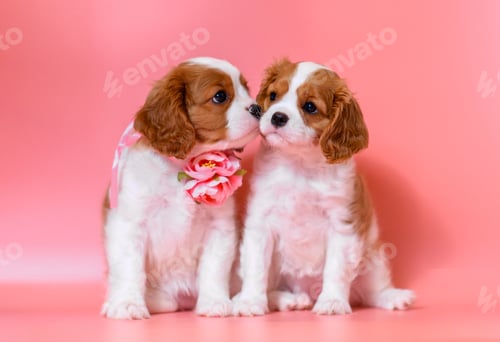 Preview: dog puppy two months old cavalier king charles spaniel on a colored background