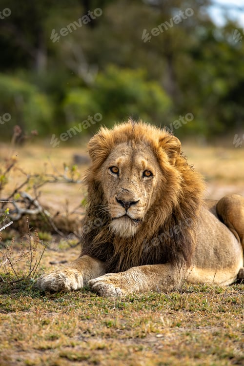 Preview: A male lion, Panthera leo, lies down on grass.