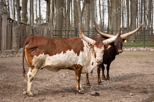 Preview: Two horned cows in the zoo, rare animals.