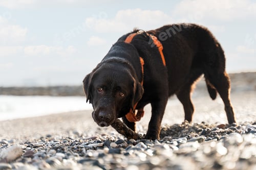 Preview: Brown dog is playing on the beach in summer while holding stick and going to his owner