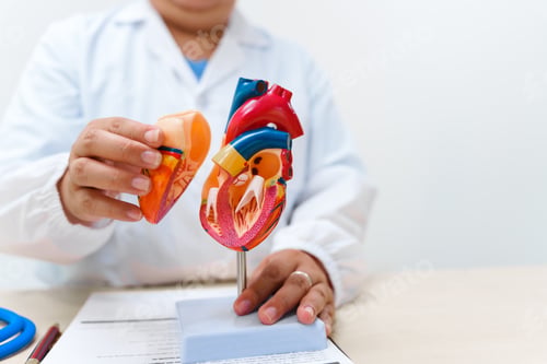 Preview: A cardiologist uses a heart model to demonstrate the anatomy, function