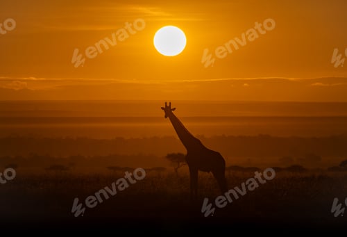 Preview: A Giraffe in the Mara