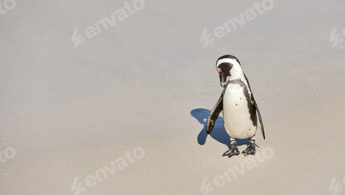 Preview: Penguin with chick. Black-footed penguin at Boulders Beach, South Africa.