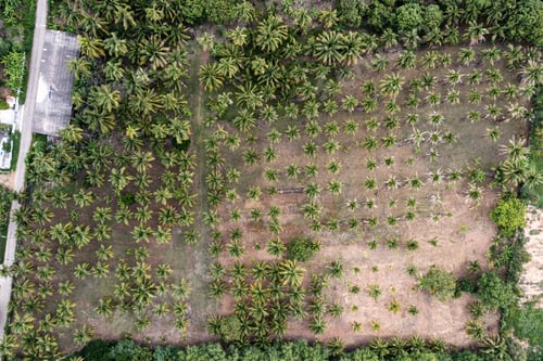 Preview: Cultivation of Coconut tree growing in plantation on tropical climate