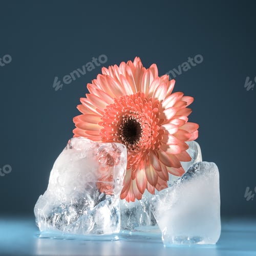Vista previa: A gerbera flower among melting ice on a blue background. Creative concept of spring.