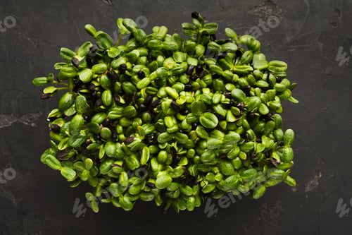 Preview: Micro greens growing in plastic bowl top view