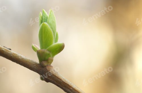 Preview: Spring macro bud.