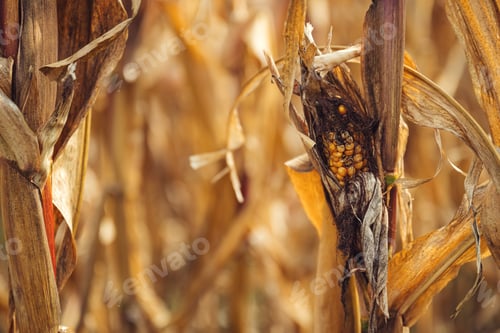 Preview: Corn disease. Undeveloped corn on the cob in field.