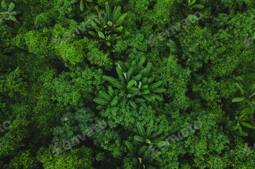 Preview: tropical forest landscape scene for using in concept of environmental ecology, Earth day