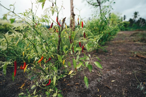 Preview: Shrub, cluster of red chili peppers