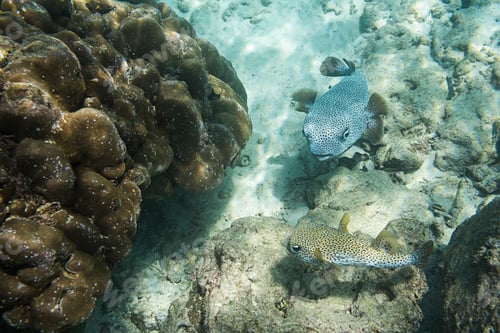 Preview: Underwater photo of Puffer Fish (Tetraodontidae) at Iboih, Pulau Weh Island, Aceh Province, Sumatra,