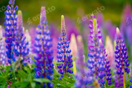 Preview: Blooming lupine flowers at Volcan Osorno