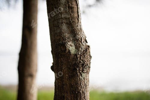 Preview: Tree