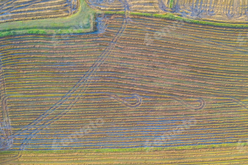 Preview: Fresh paddy rice, green agricultural field in countryside or rural area in Asia. Nature landscape.