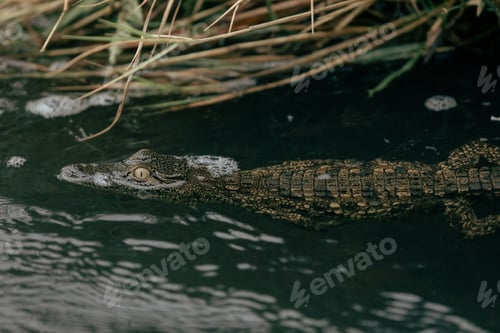 Preview: Crocodile swimming in the waters of a national park in Botswana