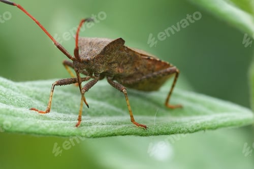 Preview: Low angle closeup on the brown Dock bug , Coreus marginatus sitting on a green leaf in the garden