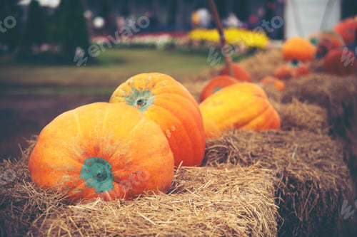 Preview: Giant pumpkin in vegetable farms