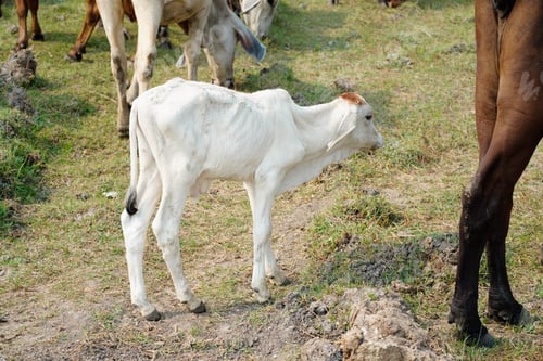 Preview: Cow in the green grass