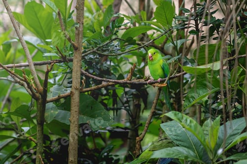 Preview: Blue-winged Parrotlet bird (Forpus xanthopterygius)