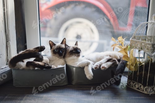 Preview: Cute siamese cats lying in boxes near the window