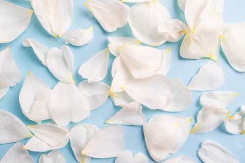 Preview: White Flower Petals on a Light Blue Background