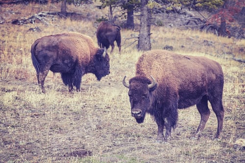 Preview: Vintage toned bison grazing in Yellowstone National Park.