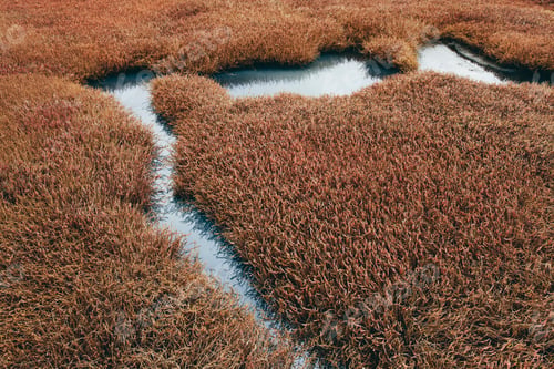 Preview: Intertidal pool of standing water with marsh grasses, dusk, Drakes Estero, Pt. Reyes National