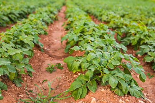 Preview: Cultivated field: fresh green plant bed rows.