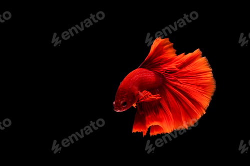 Preview: Betta fish, siamese fighting fish, betta splendens isolated on black background