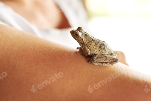 Preview: Such a cute little guy. Shot of a tiny frog sitting on a womans arm.