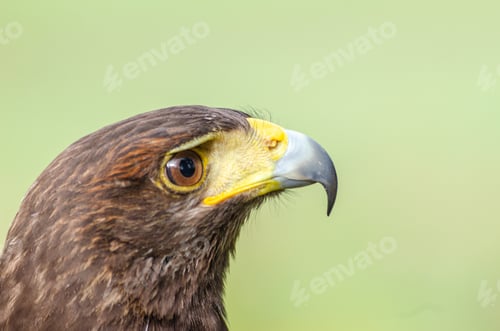 Preview: portrait of a harris hawk, falconry concept. Parabuteo Unicinctus