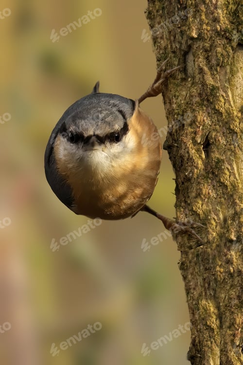 Preview: Nuthatch perched atop a tree trunk, foraging for food
