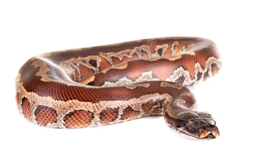 Preview: Python brongersmai in studio