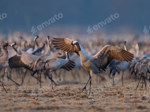 Preview: Common crane (Grus grus)