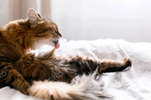 Preview: Maine coon cat grooming and lying on white bed