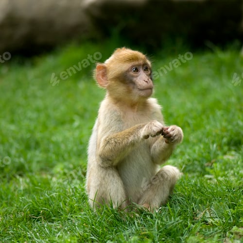 Preview: Monkey,Animal,