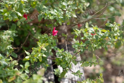 Preview: a small red flower next to some green leaves and bushes