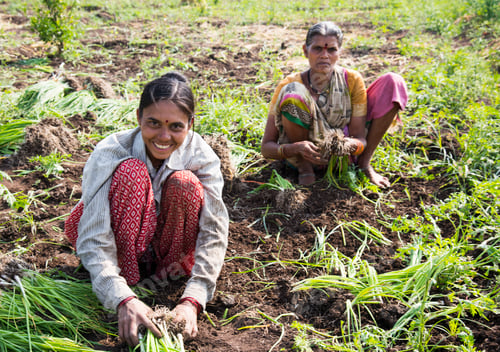 Preview: Indian farmer with family working in onion field, India.
