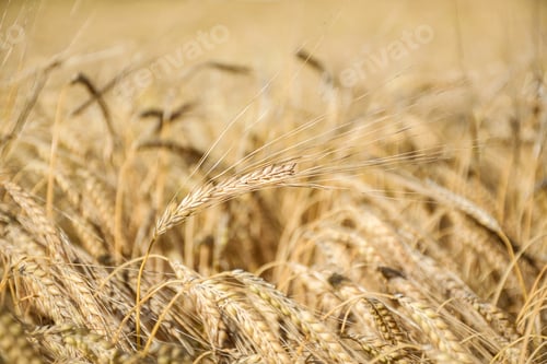 Preview: Close-up image of golden cobs of ripe crops in field.