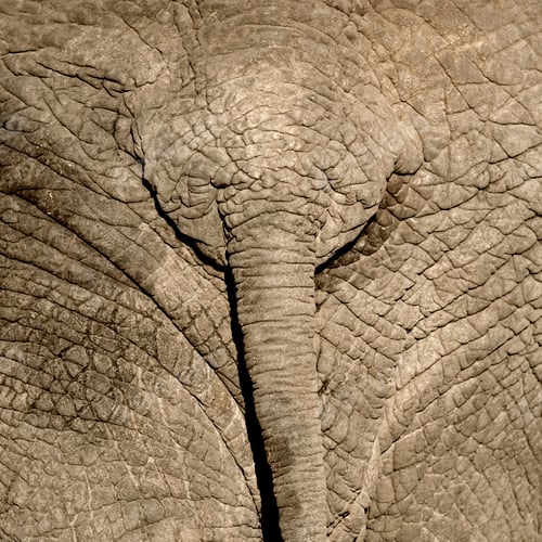 Preview: elephant's skin